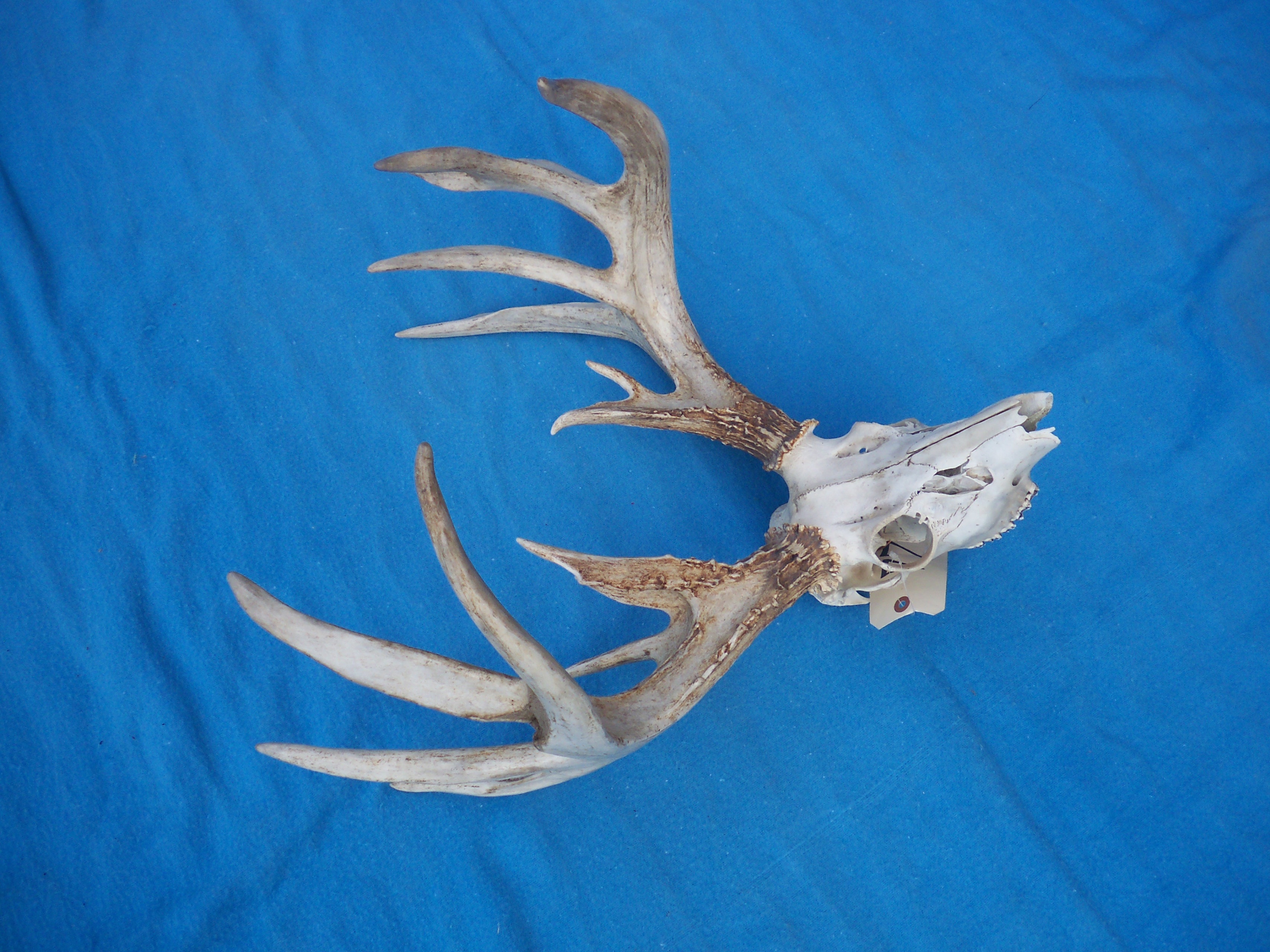 Natural Non-Typical Whitetail Deer European Mount