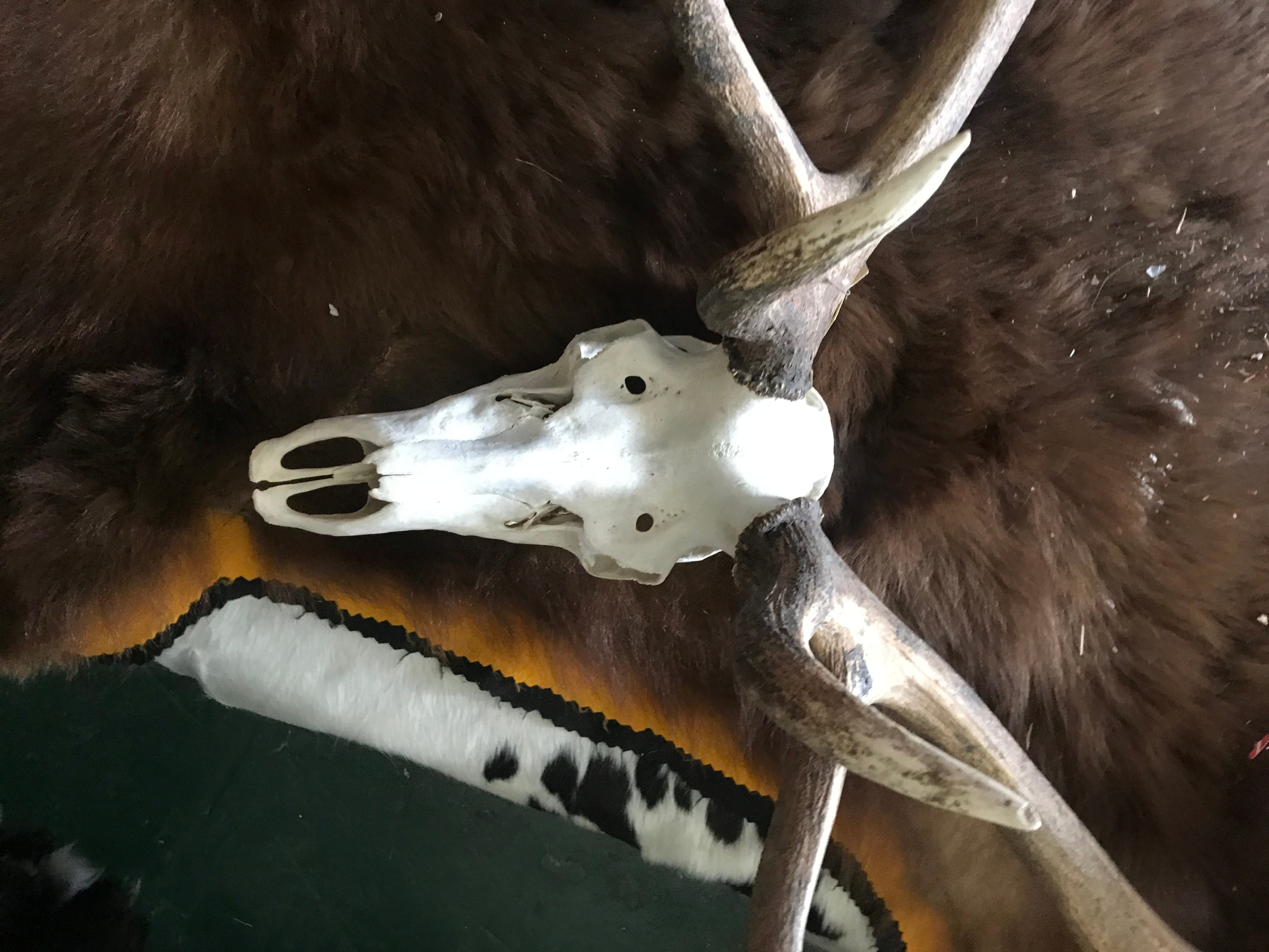 European Skull WILD Elk Rack